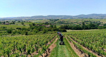 escapades en groupe dans les vignes